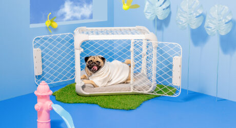 Diggs’ Evolv Dog Crate-Playpen Hybrid Fits Your Pup + Your Style