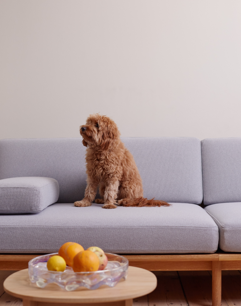 The spoke sofa upholstered in grey with a fluffy dog sitting right in the middle. A fruit bowl filled with oranges is in the foreground