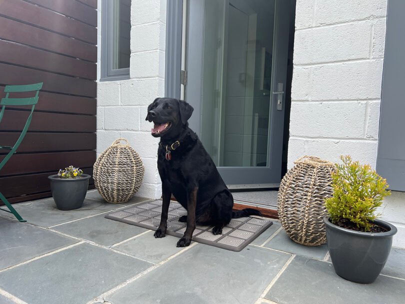 large black dog sitting on a grey doormat just outside an exterior door