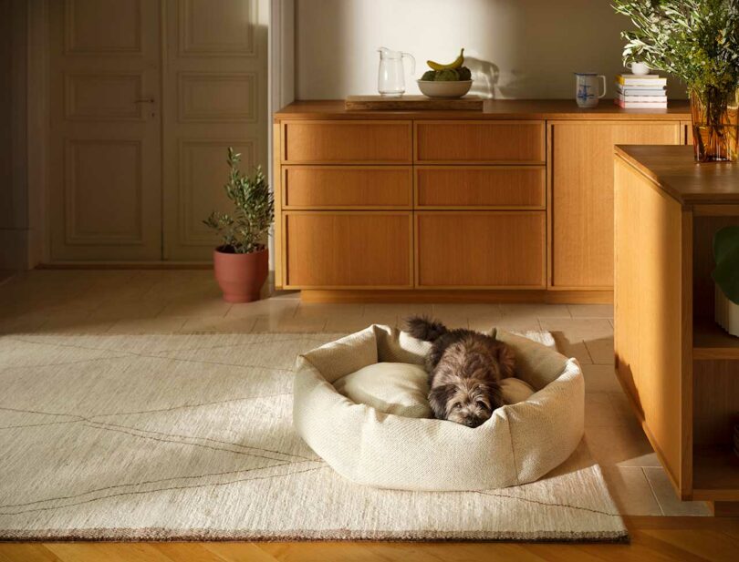 dog laying on beige circular dog bed