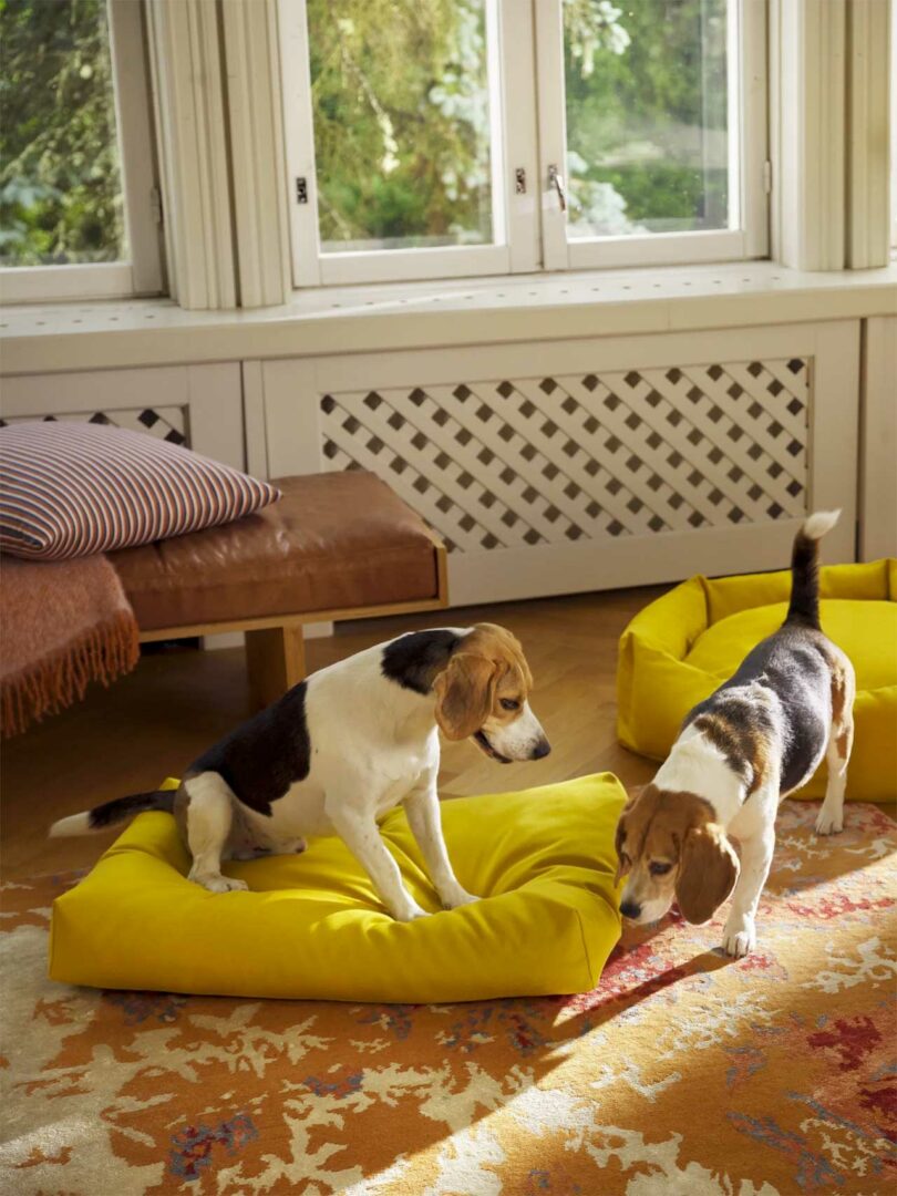 two dogs sniffing a yellow dog bed