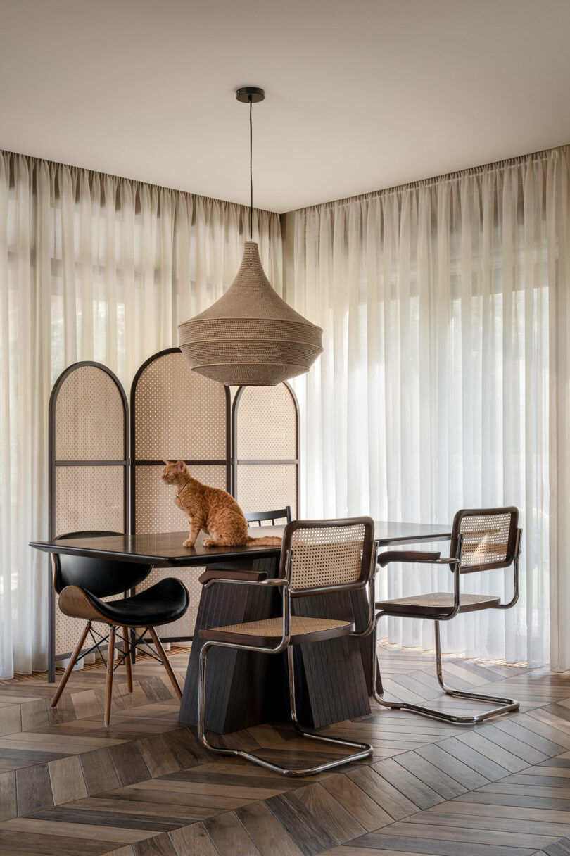 angled interior view into modern dining room with wood table and mix of dining chairs and tabby cat sitting on table