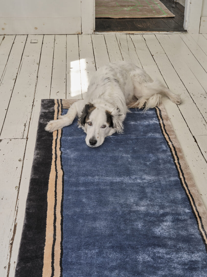 black and white dog laying on a blue, cream, and black rug runner