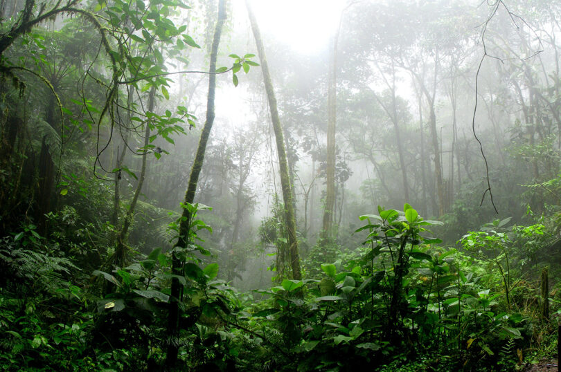 lush, green Amazonian forest
