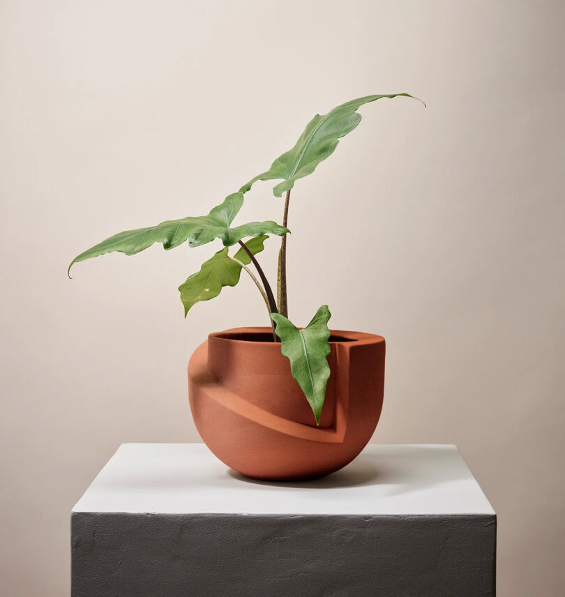 Terracotta color modernist planter with large leaf tropical plant in it