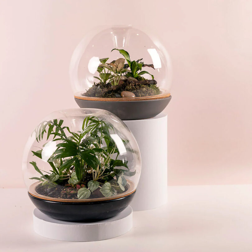 Two clear dome terrariums filled with tropical plants 