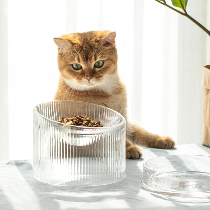 orange and white cat sits behind a clear glass elevated food/water bowl