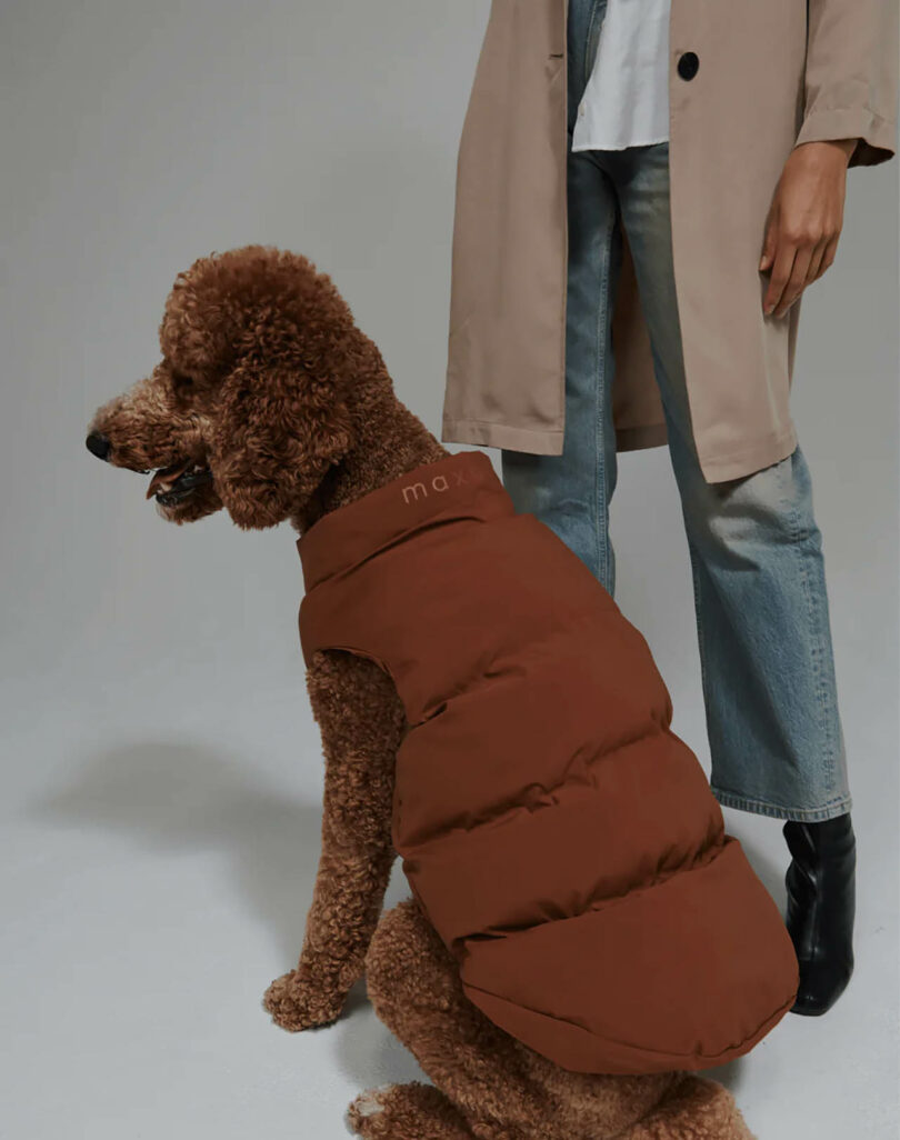 large brown poodle wears a brown puffer vest