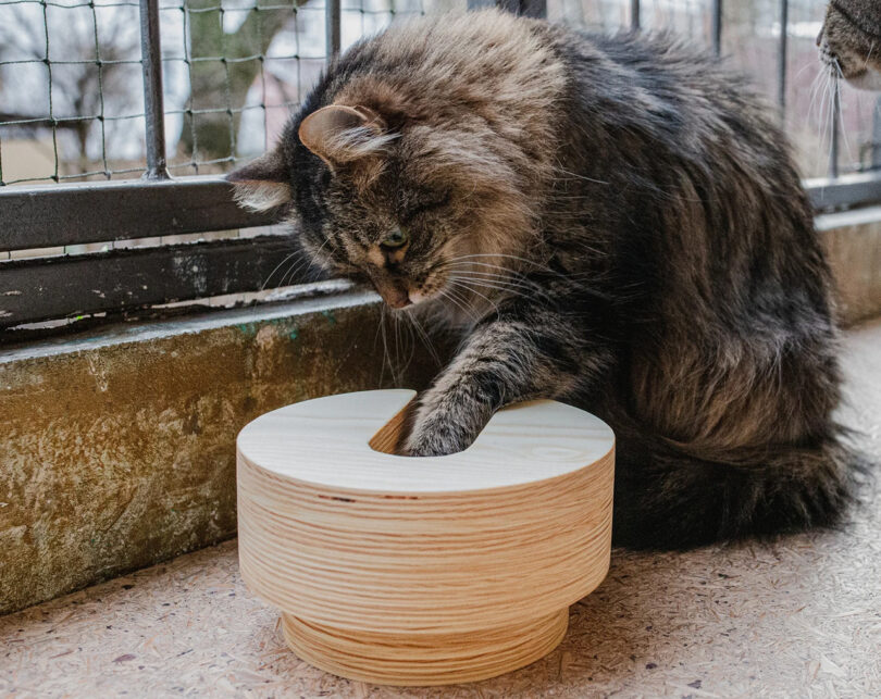 dark grey long-haired cat interacts with a modern wood slow feeder