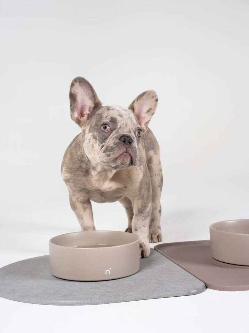 french bulldog stands in front of a muted set of food and water bowls with mats