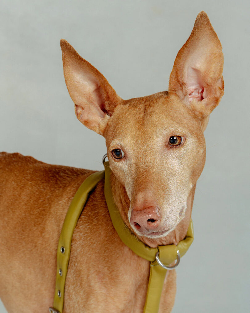 a brown dog with large ears models a chartreuse colored harness