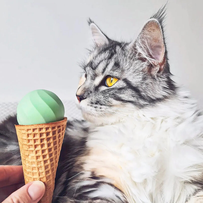 long-haired white and grey cat looks at a round light-green cat toy presented to it in an ice cream cone