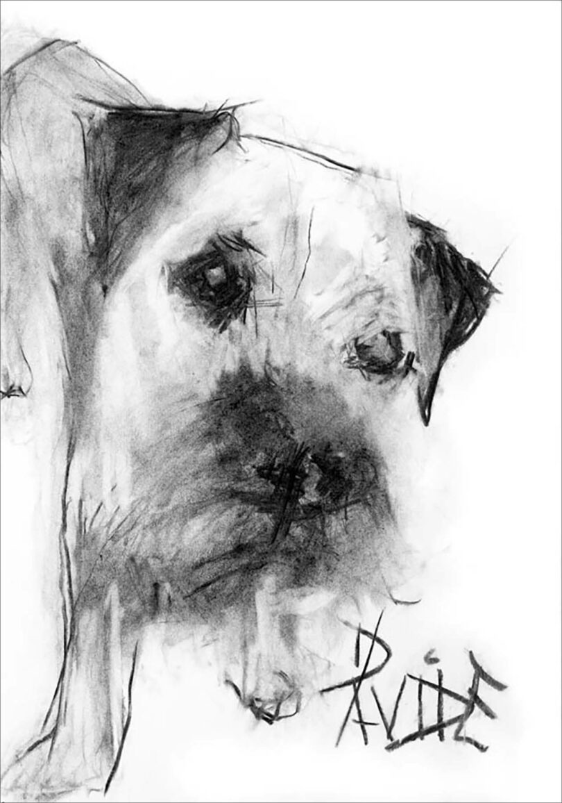 drawing of a scruffy dog