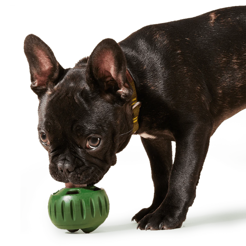 black french bulldog plays with a green ball that holds a frozen treat