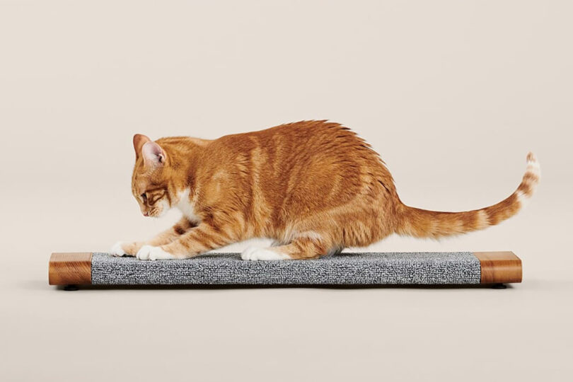 orange cat scratching on an elongated light gray wrapped scratching board
