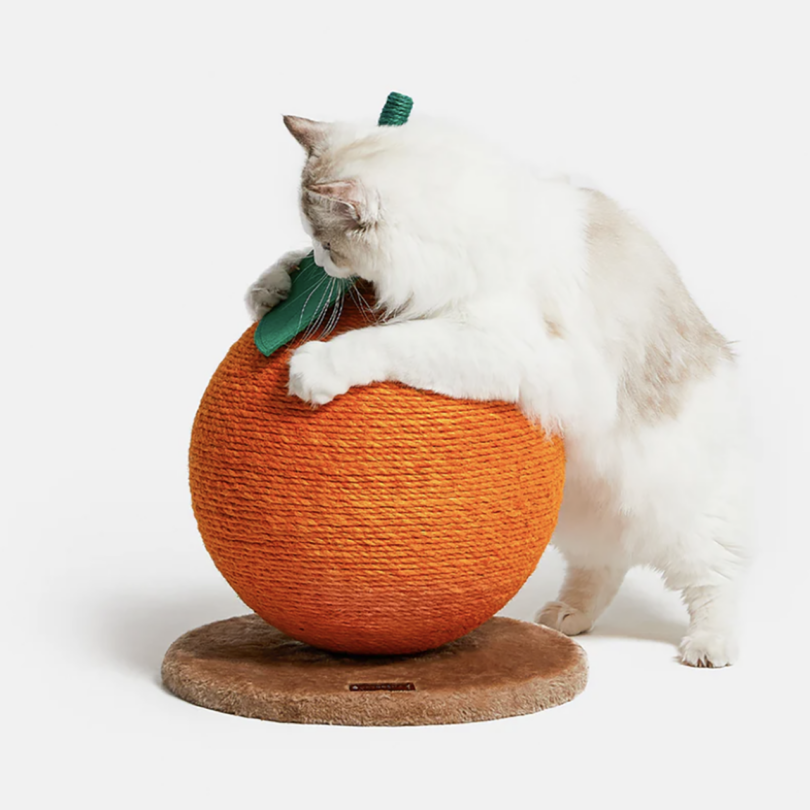 white cat playing with a large scratching ball that looks like a tangerine