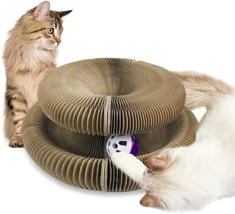 two brown and white cats playing with a round accordion cardboard toy