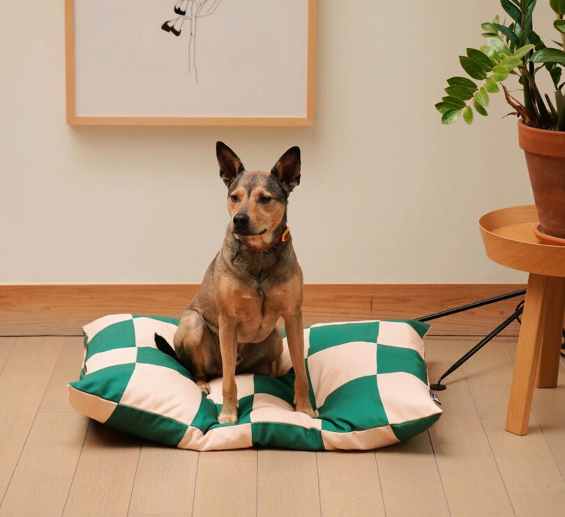 a brown dog sits on a large green and white checked dog bed