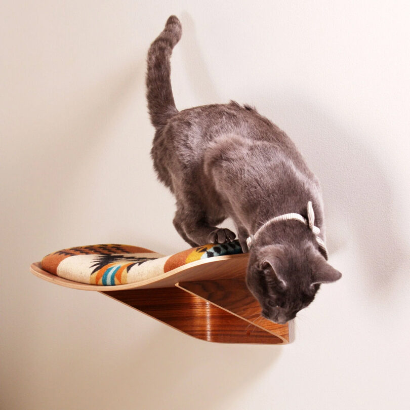 dark grey cat readies to jump off a cushioned wood wall perch