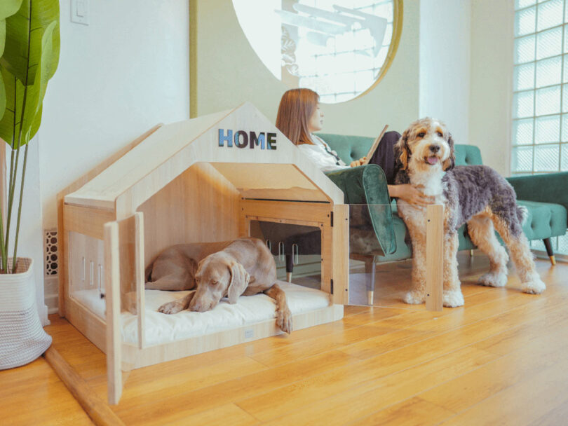 angled view of modern wood and plexi indoor dog house next to sofa with large dog standing