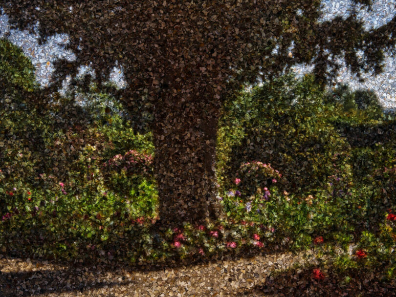 The image of a tree's silhouette on a gravel surface