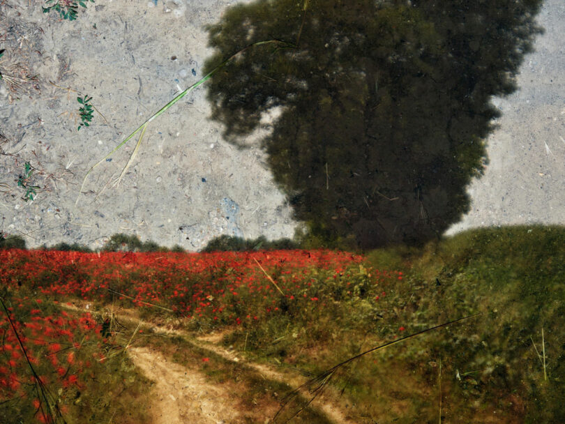 A dirt path and red flowers over a dirt ground