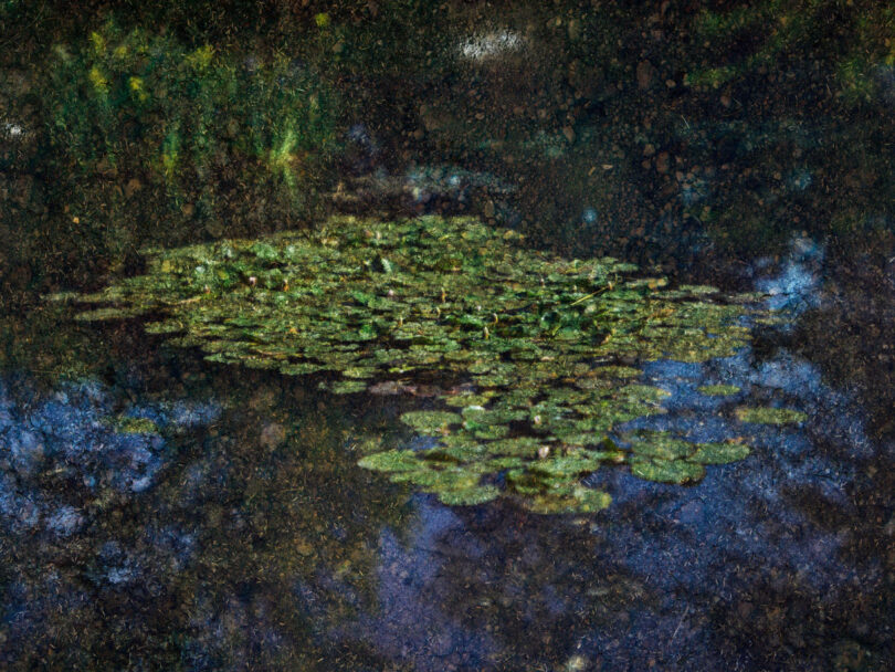 image of water lilies on textured gruond