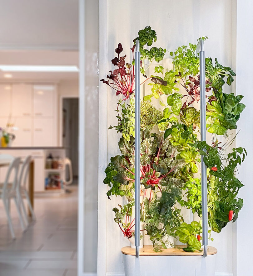 indoor hydroponic home garden in a living space