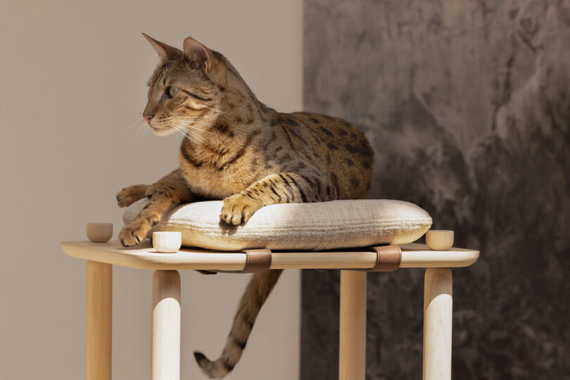 Connect cat tree and a spotted cat laying on top of one of the cushioned platforms, in a modern decor interior space.