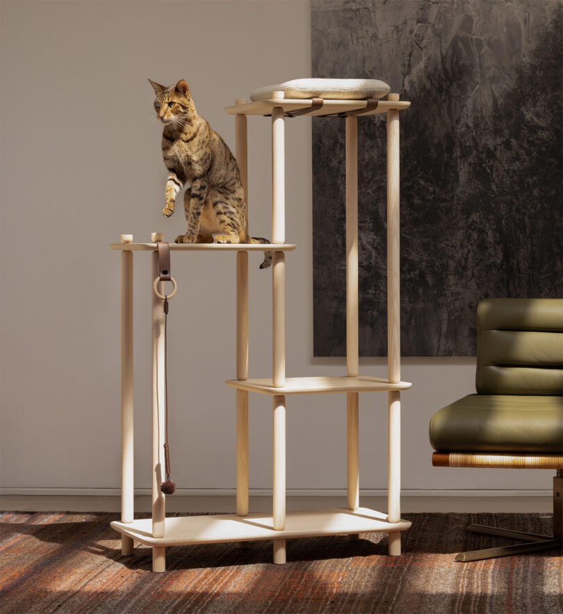 Connect cat tree and a spotted cat sitting on top of one of the platforms, in a modern decor interior space.