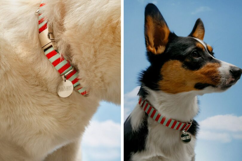dogs wearing stripe collars