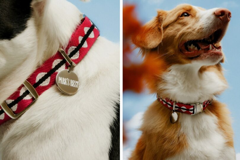 circle and stripes patterned dog collar on a dog 