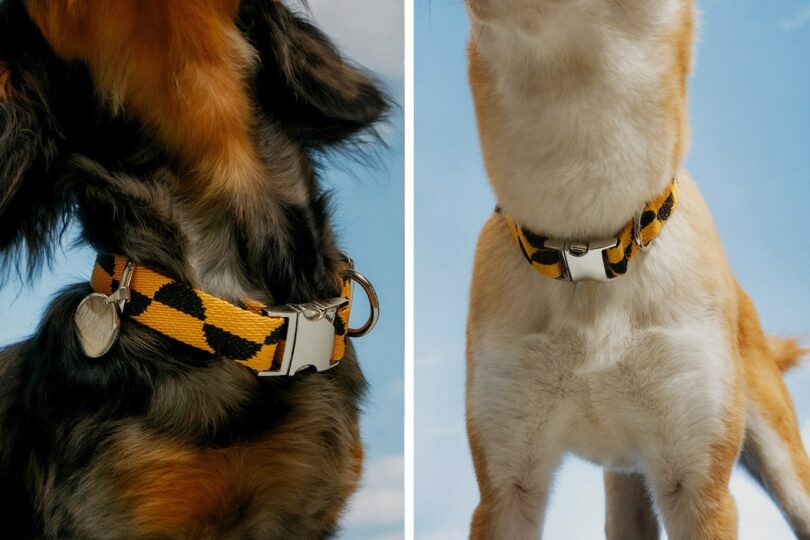 orange and black half moon patterned collar on a dog