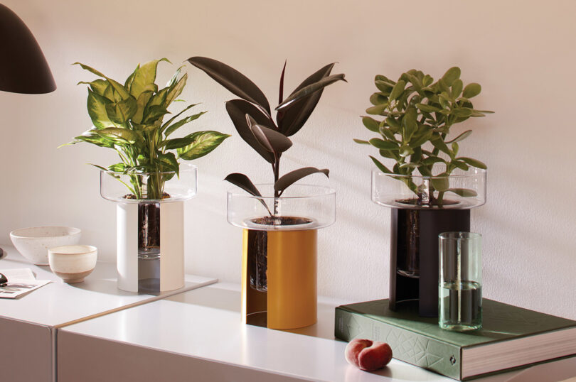 three modern glass and metal planters with plants