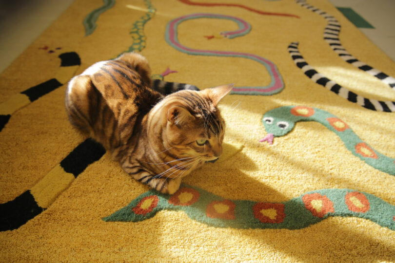 cat on yellow rug with snakes