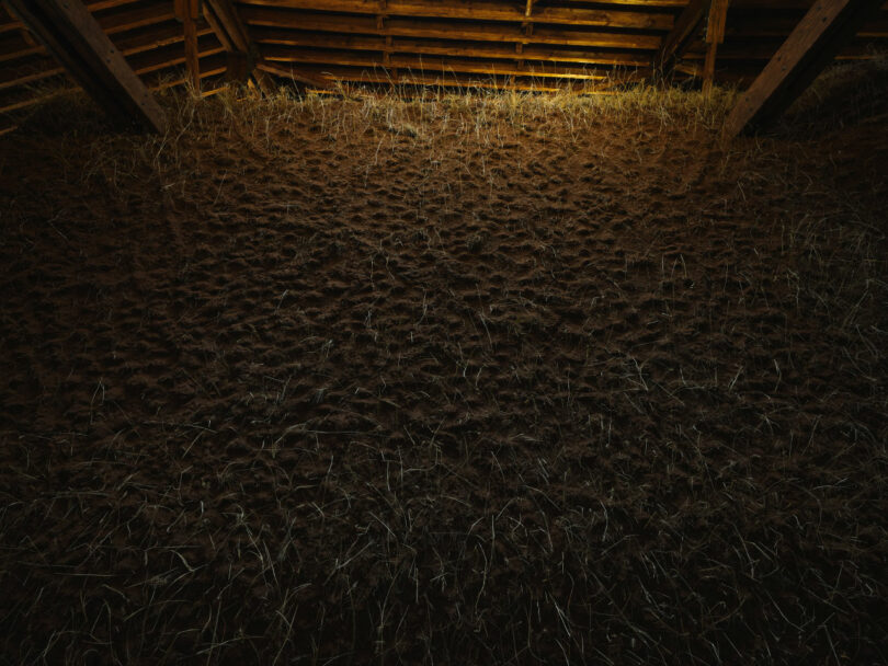 a towering wall of hay-pierced soil