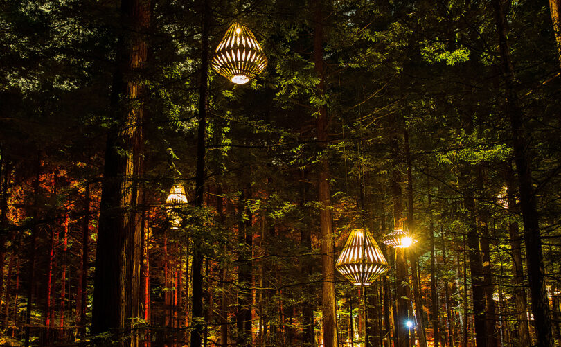 seeral modern light pendants suspended in tall trees