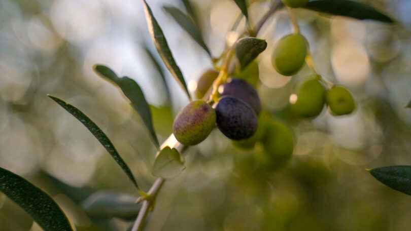 Close up of olive fruits hanging from an olive tree.