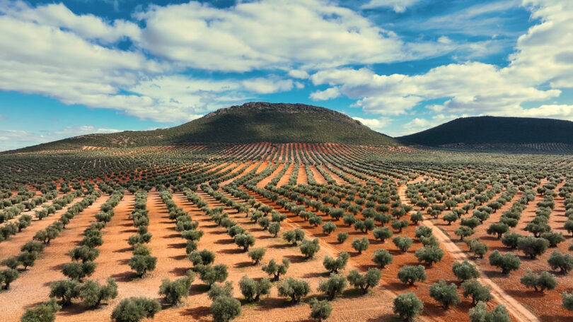 Landscape photo of olive groves in Andalusia, Spain, with expansive blue skies and fluffy clouds floating overhead thousands of trees.