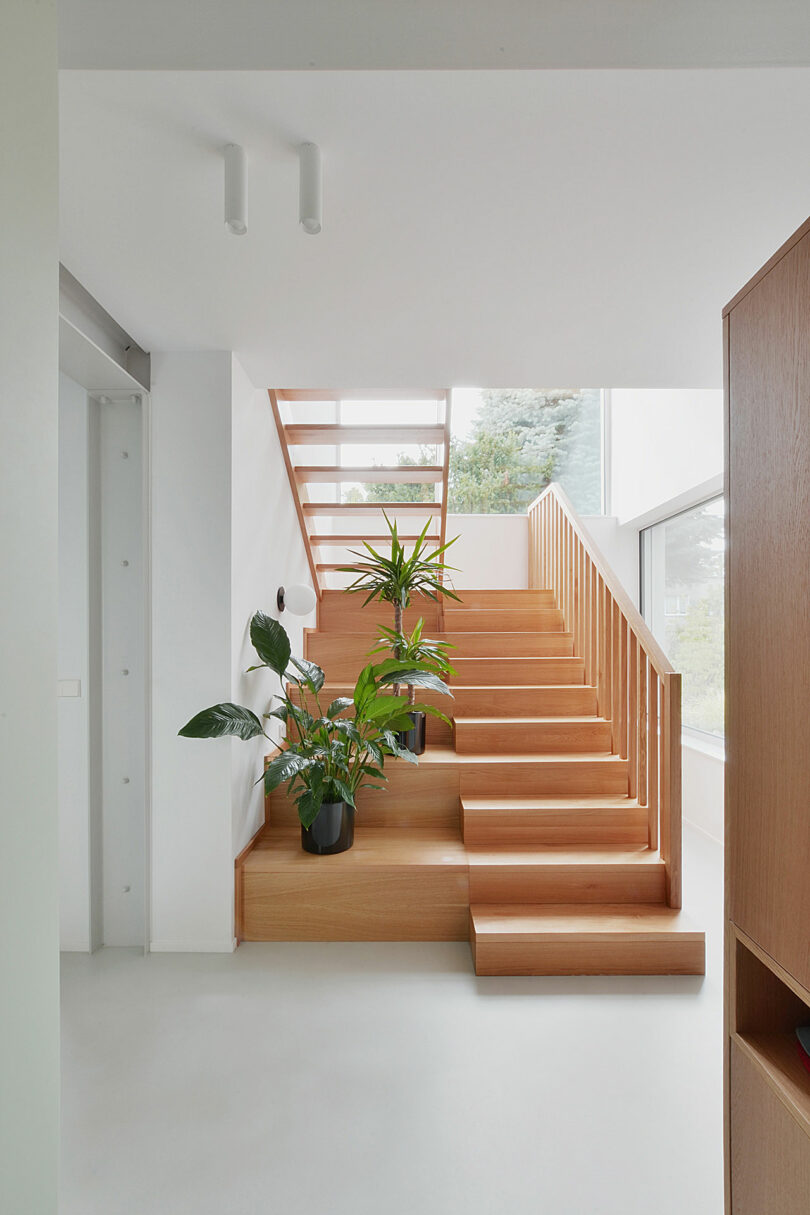 view of modern move backmost stairs made of wood steps that widen to broadside to shape shelves that clasp plants