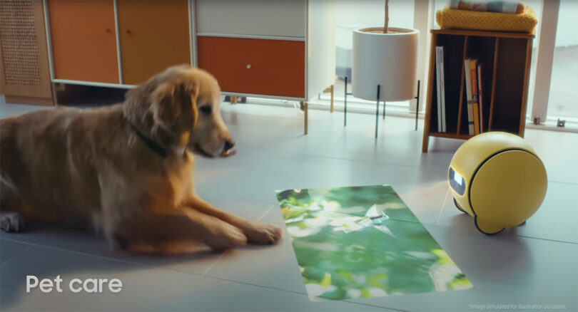 Golden retriever olhando para o robô Samsung AI amarelo de três rodas, Ballie, no chão, projetando vídeo de um beija-flor no chão da cozinha.