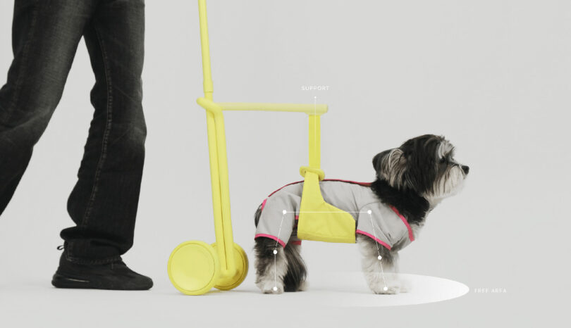 Small dog in support wheeled walking aid with yellow tube handles and harness, with line graphics showing kinematics of dog limb movement points.
