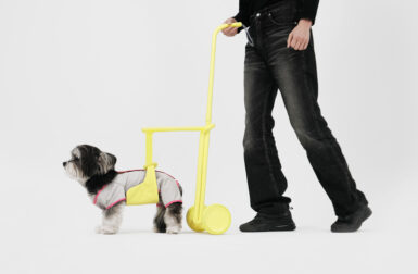 Steady Gives Elderly Dogs a New Leash on Life