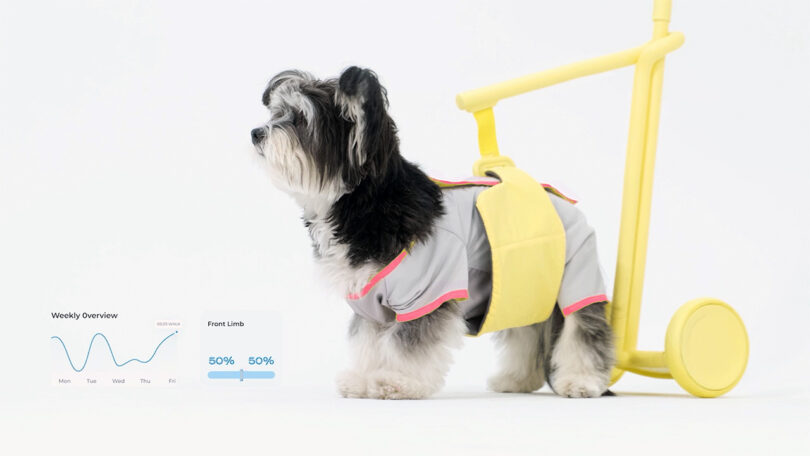 Steady dog walking aid with dog in harness, with overlay of data graphics about weekly walk distances and limb usage.