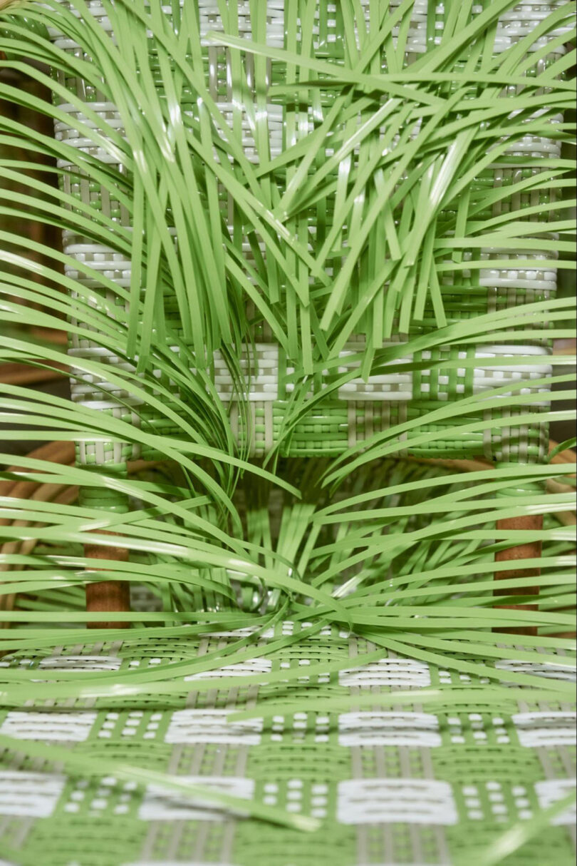 green caning ready to be woven