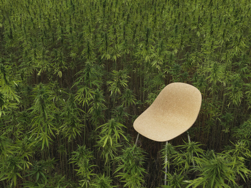 chair in a field of hemp plants