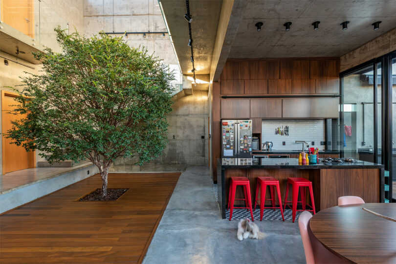 تصویر داخلی خانه مدرن با آشپزخانه در سمت راست و درخت بزرگی که در مرکز یک کف چوبی رشد می کند.