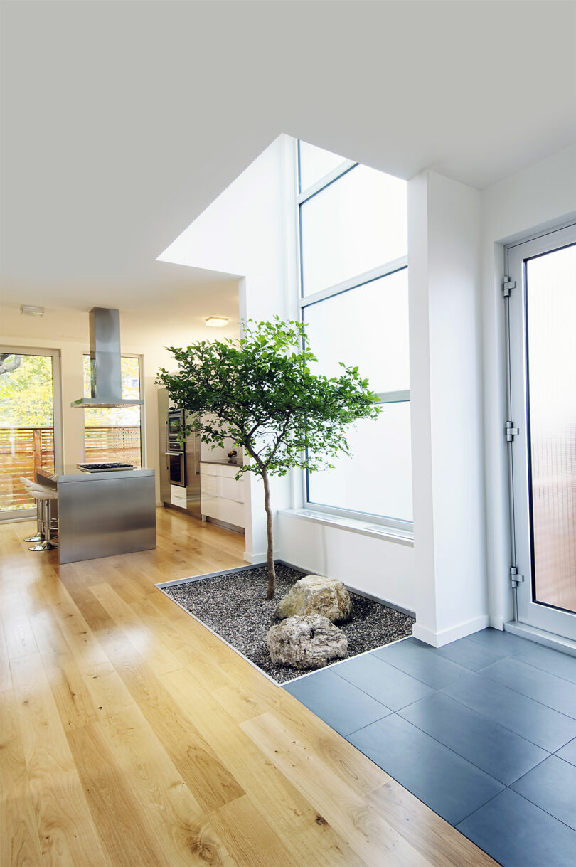 Angled interior view of modern entryway with double-height windows by front door with tree planted in front of it.