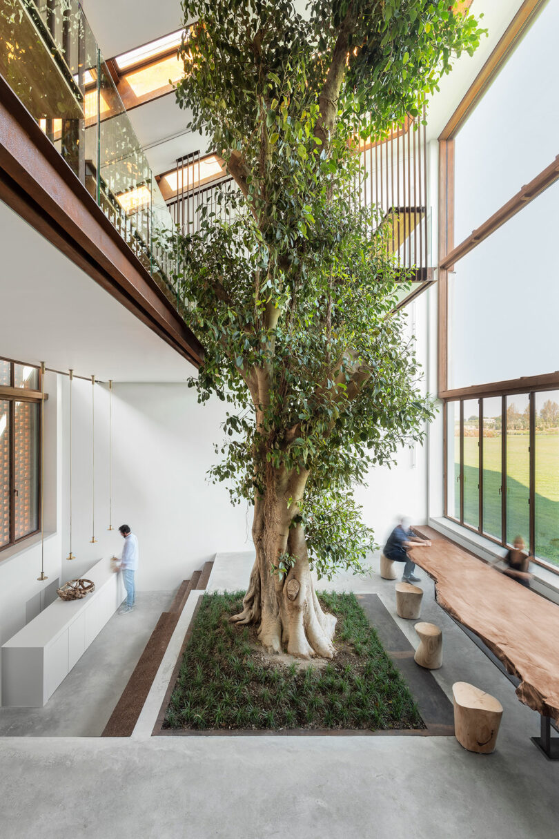 فضای داخلی خانه مدرن با درخت فیکوس غول‌پیکر که در مرکز با دیوار پنجره‌ها در سمت راست رشد می‌کند