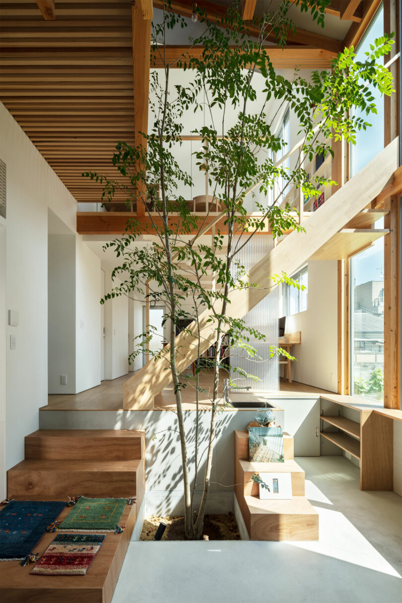 A modern, Japanese-style double height living room with with tree growing in the middle.
